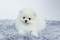 Lulu da pomerania