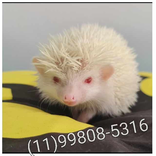 Hedgehog albino - pronta entrega